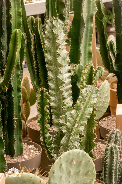 Euphorbia Variegata vert et blanc, idéale pour ajouter une touche atypique à votre intérieur